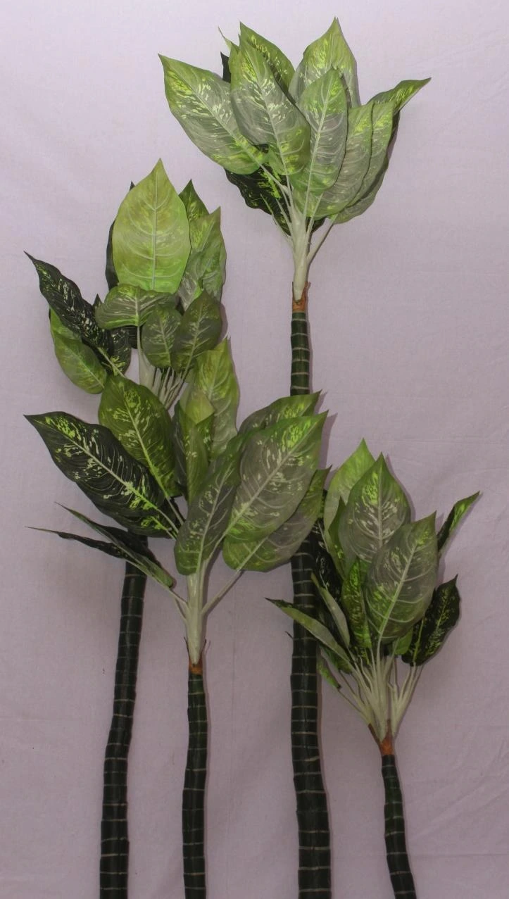 Dieffenbachia with 72 lvs-H 6FT W 2FT